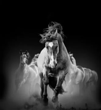 Wild horses Stock Photos