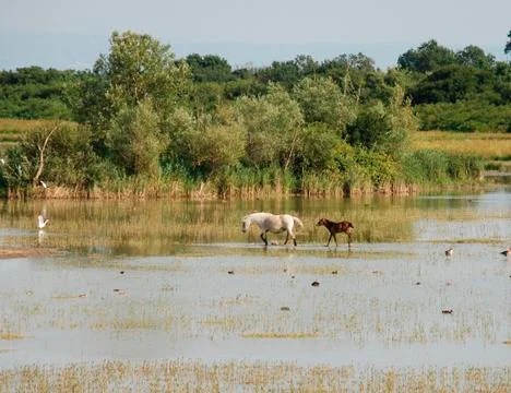 Wild Horses Stock Photos