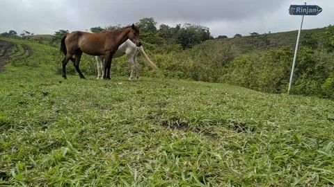 Wild horses Stock Photos