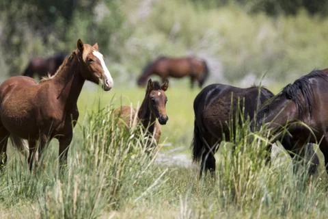 Wild Horses Foto stock