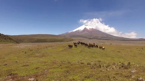 Wild Horses Pose in Front of Cotopaxi Stock Footage 77733611