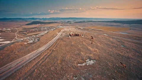 Wild horses in prairie Video stock 83548865