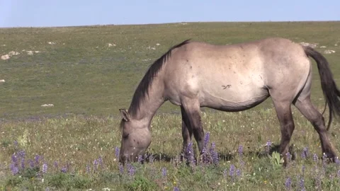Wild Horses in the Pryor Mountains Wild Horse Range Montana Vídeos de archivo 246945708