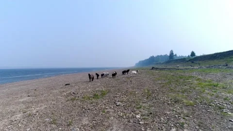 Wild horses by the river. Video stock 145718894