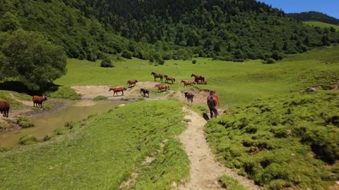 Wild horses roaming freely arrive at a refreshing pond Stock Footage 341966722