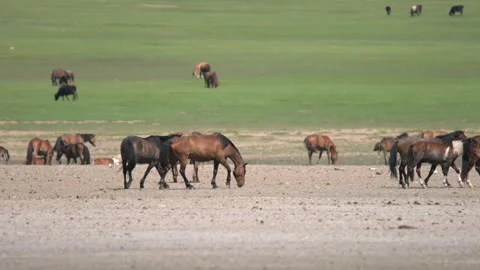 Wild horses roll on dry soil across open steppe - Parasite Removal and No Trees Video stock 339715888