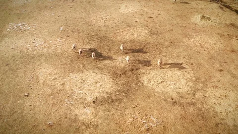 Wild horses run down the ginning field Stock Footage 126313311