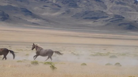 Wild horses on the run, kicking and bucking Stock Footage