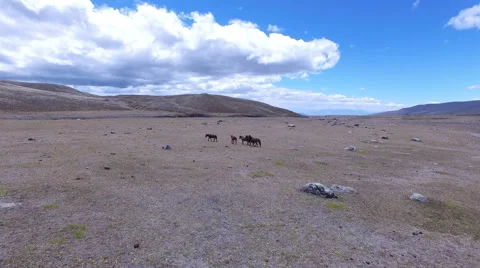 Wild Horses Run on the Open Plain Video stock 66396197