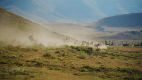 Wild horses run through dry grasslands, stirring up dust Stock Footage 333102021