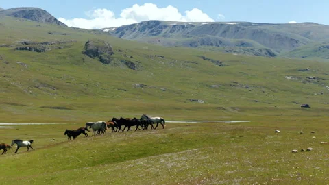 Wild Horses Running On The Alpine Meadows At Summertime In Kyrgyzstan. Aerial Vídeos de archivo 325180339