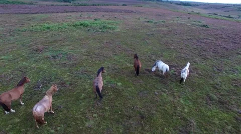 Wild horses running in the field Stock Footage 55202944