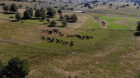 Wild horses running on field Stock Footage 128900705