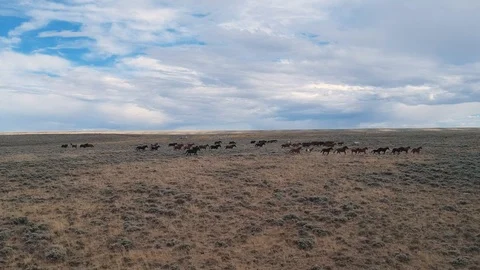 Wild-horses-running 動画素材 99330105