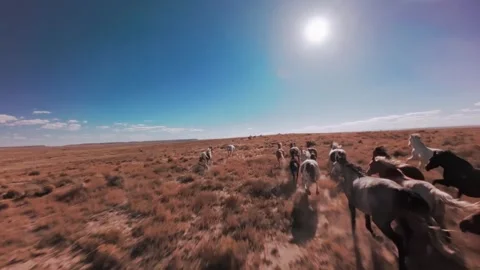 Wild Horses Running Stock Footage 285164520