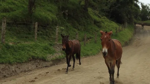 Wild horses running in front of the camera, Salento, Colombia Video stock 90200262