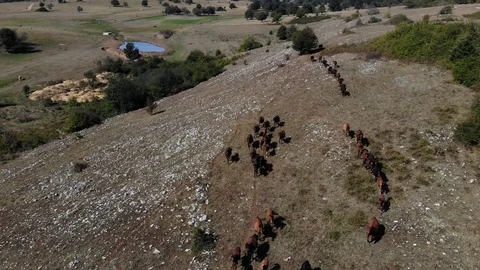 Wild horses running on mountain Stock Footage 128895977