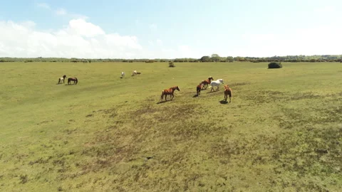 Wild Horses Running - New Forest Stock Footage