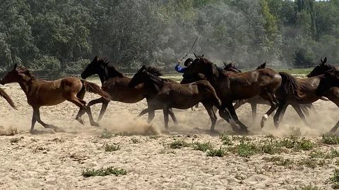 Wild horses running Stock Photos