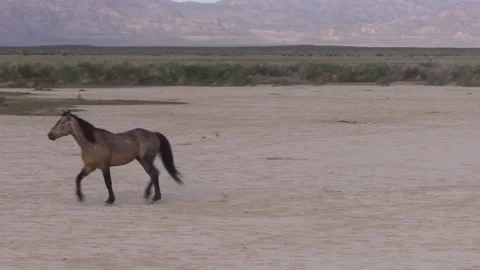 Wild Horses Running in the Utah Desert Vídeos de archivo 241611253