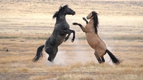 Wild Horses showing there dominance as they kick and bite each other Stock Footage