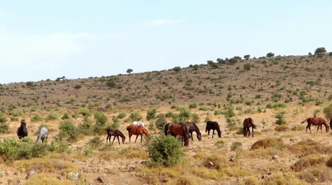 Wild horses of sicily 库存影片 33410134