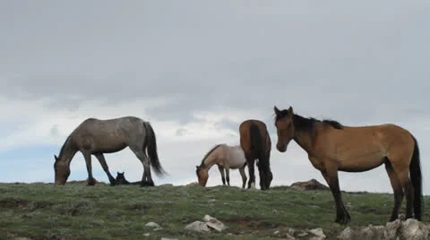 Wild horses on skyline Stock Footage 25626145