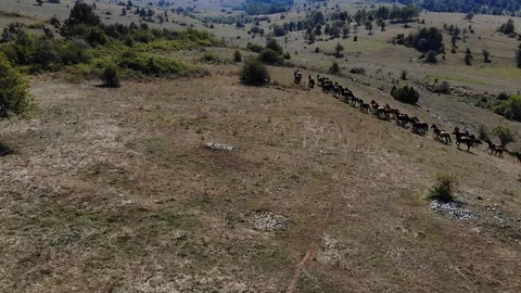 Wild horses in slow motion Stock Footage 128895911