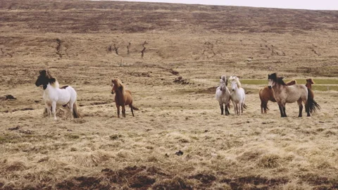 Wild Horses In Sparse Icelandic Plain Stock Footage 155760962