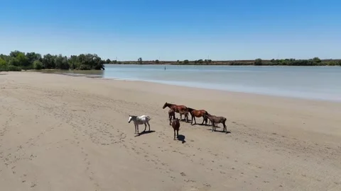 Wild horses standing on a sandy river beach in Donana National Park Stock Footage 336196368