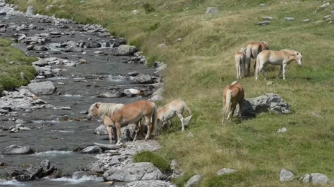 Wild horses at stream Stock Footage 53874143