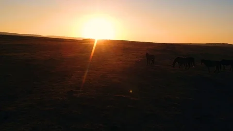 Wild horses at sunset Stock Footage 103429323