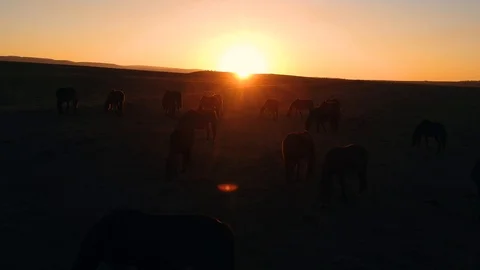Wild horses  at sunset 動画素材 103429325