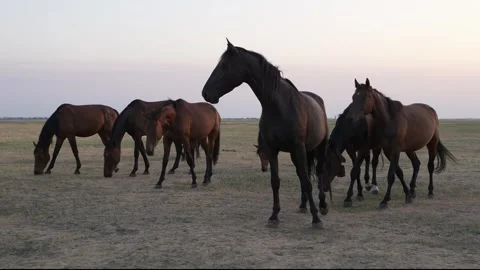 Wild Horses in the sunset 스톡 동영상 249912460