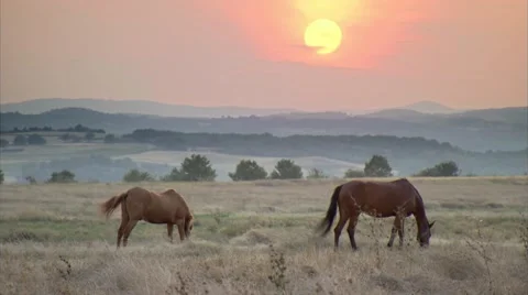 Wild horses at sunset in meadow Vídeo Stock 53141109