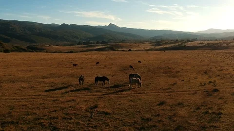 Wild horses. Sunset. Quick camera. Aerial drone footage. Golden hour Vidéo 122657519