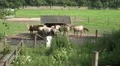 Wild Horses taking food at a domestic farmland HD Footage