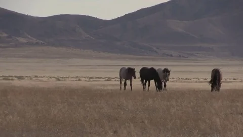Wild Horses in the Utah Desert Vídeos de archivo 80641182