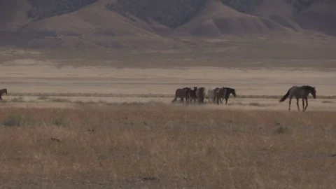 Wild Horses in the Utah Desert Stock Footage