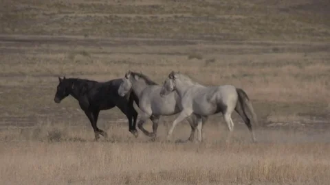 Wild Horses in the Utah Desert Stock Footage