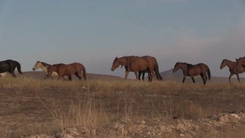 Wild Horses in the Utah Desert Stock Footage