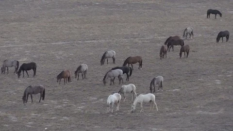 Wild Horses in the Utah Desert Vídeos de archivo 80973062