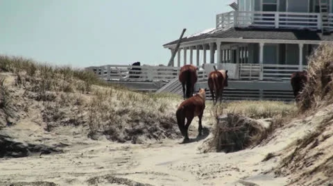 Wild Horses Walking On The Dunes Stock Footage 23085122