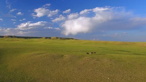 Wild Horses Walking Grassy Ridge, Western Landscape, Wyoming Video stock 101622053