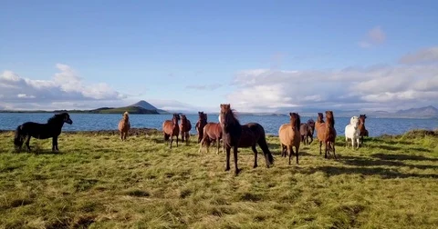 Wild Horses watching drone 스톡 동영상 84764423