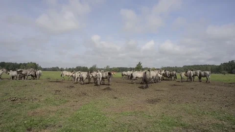 Wild Horses Wide Shot Stock Footage 69119265