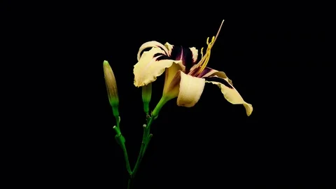 Wild Horses yellow purple daylily flower blooming and fading timelapse Stock Footage