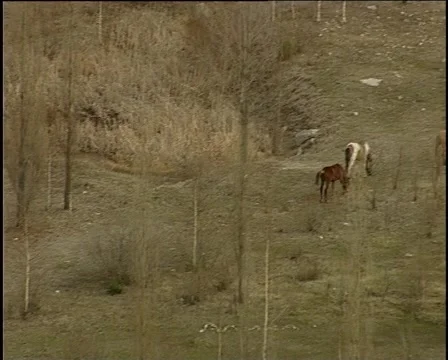 Wild horses4 Видео 925535