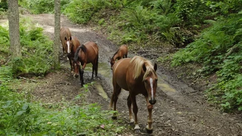Wild hosses with foal in forest. Group of horses got rid of stall and went into Stock Footage 208888882