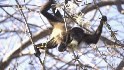 Wild Howler monkey eating a flower Stock Footage 103224063